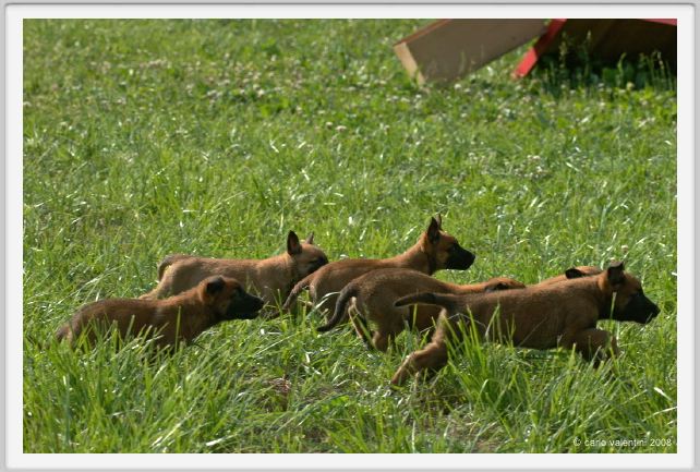 cmv_grosseto563