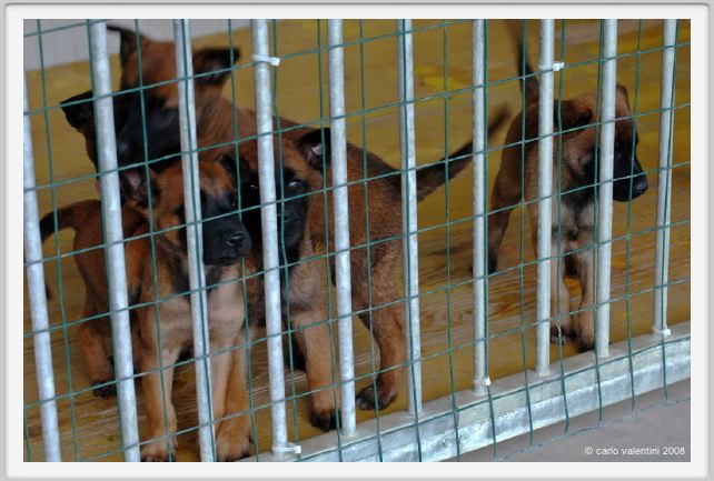 cmv_grosseto546