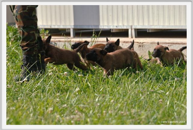 cmv_grosseto549