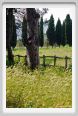 cmv_grosseto545