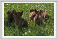 cmv_grosseto561