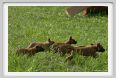 cmv_grosseto563
