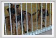 cmv_grosseto546