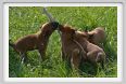 cmv_grosseto565