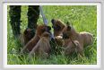 cmv_grosseto569