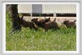 cmv_grosseto549