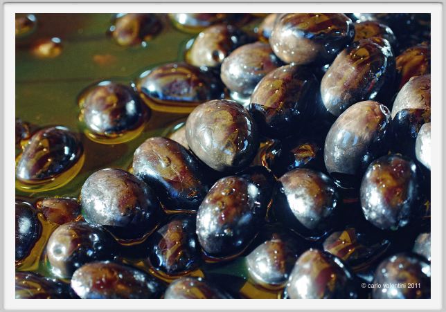 olive_bella_di_cerignola001