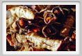 melanzana_grigliata_pomodoro_acciuga002