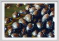 olive_bella_di_cerignola001