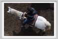 cornacchino0080