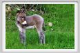 cornacchino0294