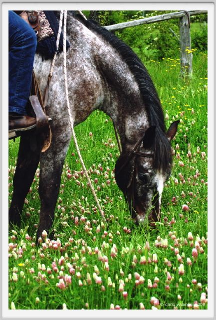 cornacchino0329