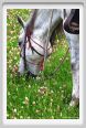 cornacchino0326