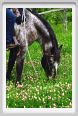 cornacchino0329