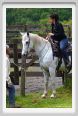 cornacchino0343