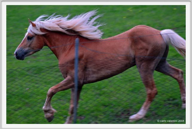 cornacchino0541