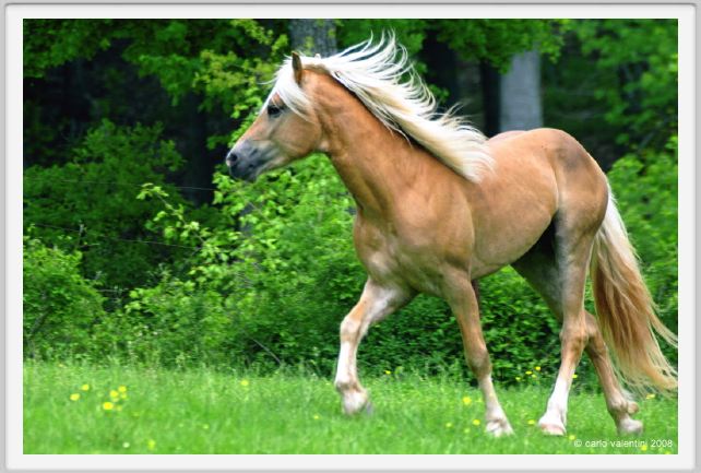 cornacchino0542