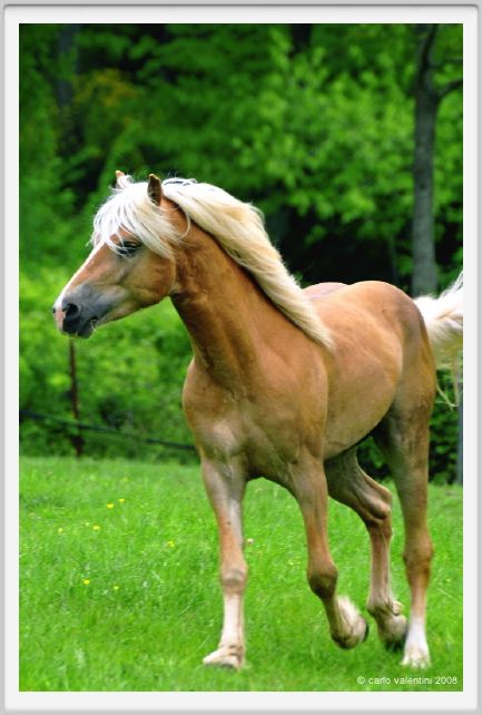 cornacchino0547