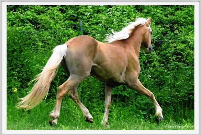 cornacchino0555