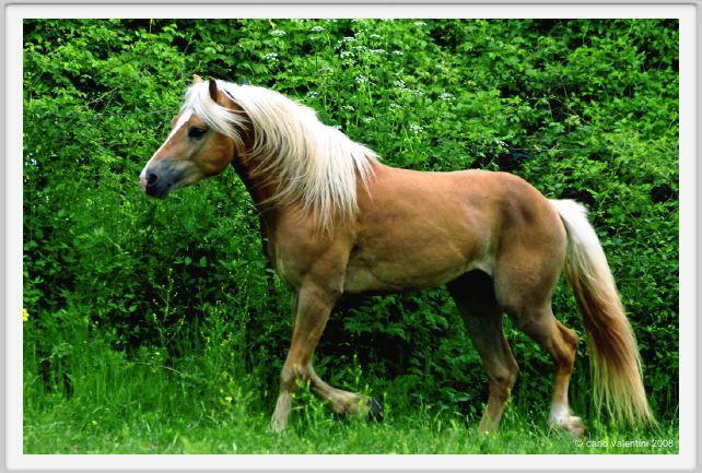 cornacchino0556