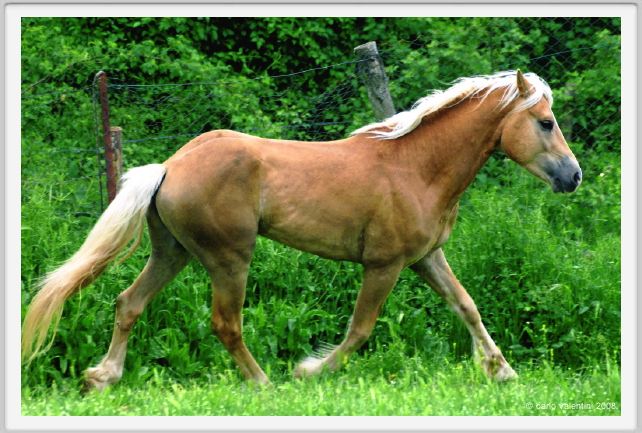 cornacchino0557