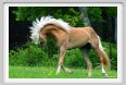 cornacchino0543