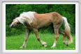 cornacchino0544
