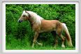 cornacchino0556