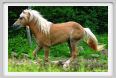 cornacchino0559