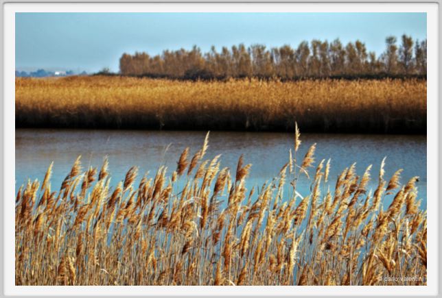 ravenna_valli_comacchio007