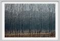 ravenna_valli_comacchio004