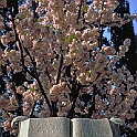 cimitero_inglesi105_46
