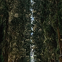 cipressi1
