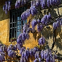 viale_righi_glicine04
