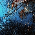 luminarie_alberi1