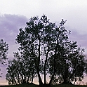 olivi_galluzzo003