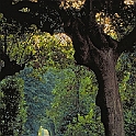 boboli758_36