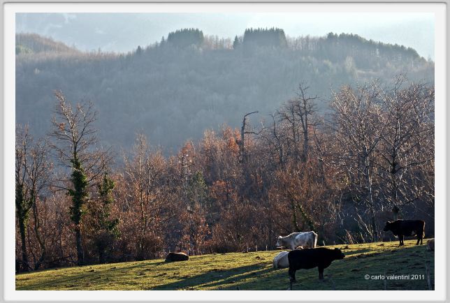giuncugnano43