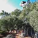 giardino_tarocchi313