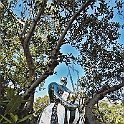 giardino_tarocchi314