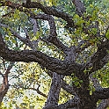giardino_tarocchi341