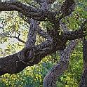 giardino_tarocchi342