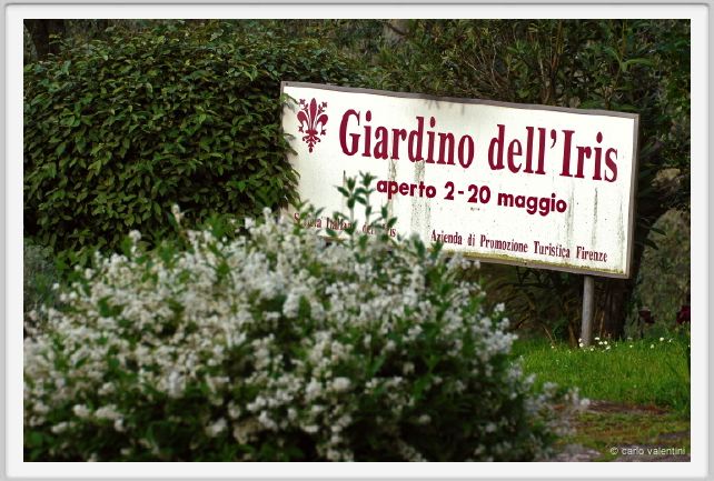 girdino_iris01