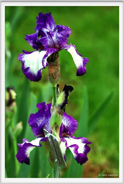 girdino_iris04