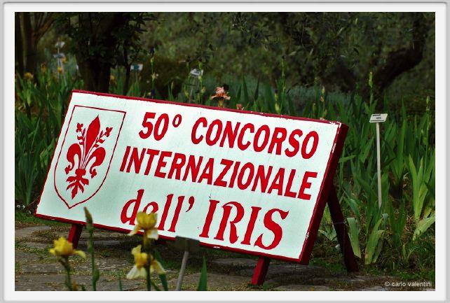 girdino_iris02