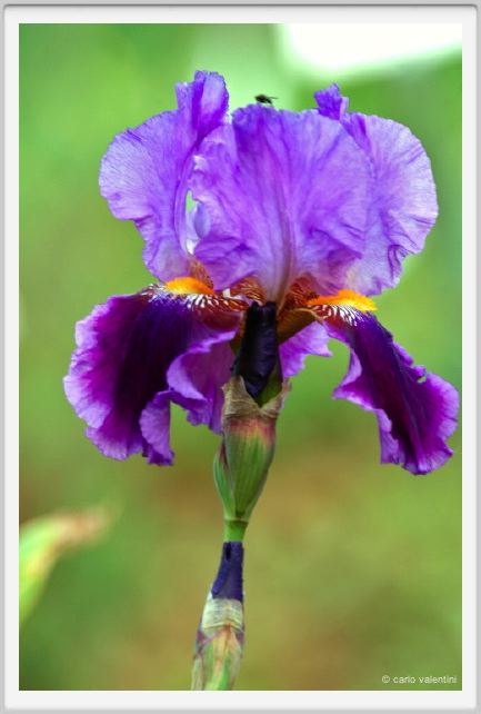 girdino_iris05