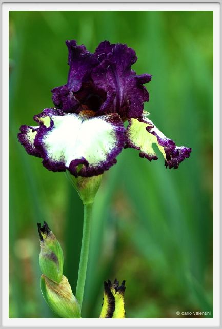 girdino_iris06