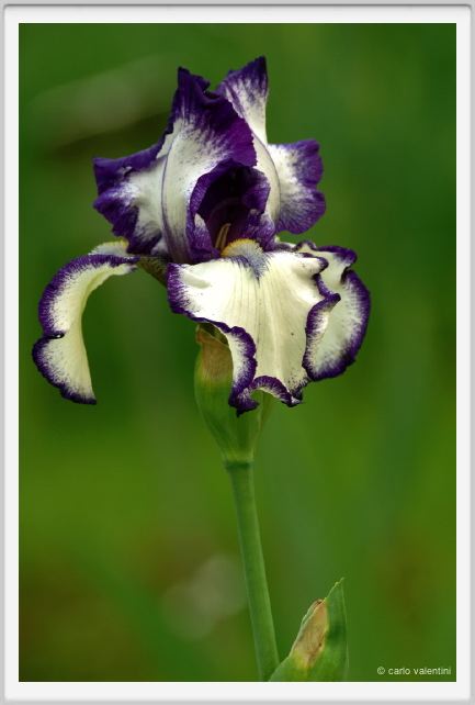 girdino_iris07
