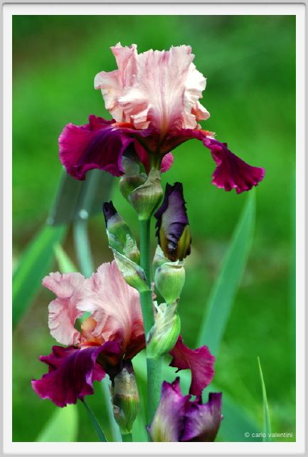 girdino_iris08
