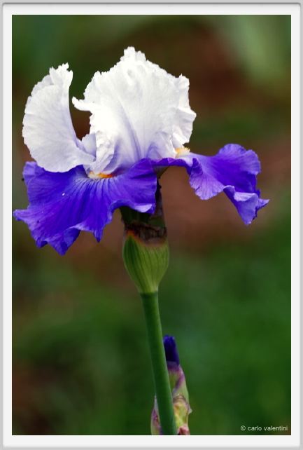 girdino_iris10
